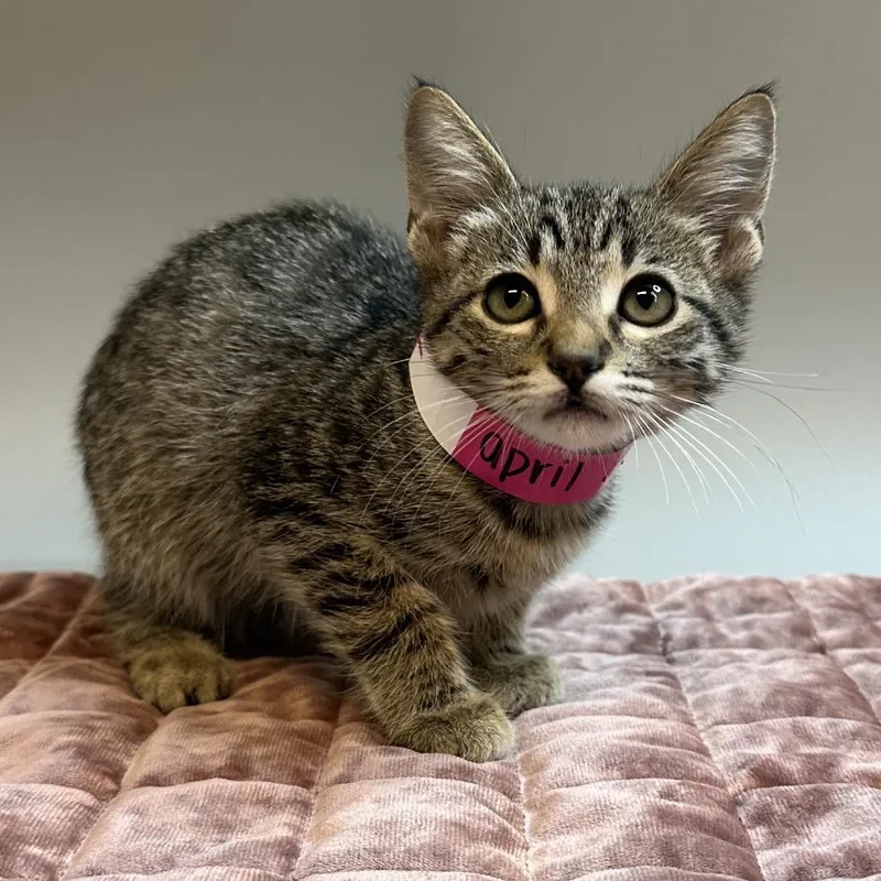 A baby small-sized female Brown / Chocolate Domestic Short Hair cat named April for adoption in San Antonio, TX