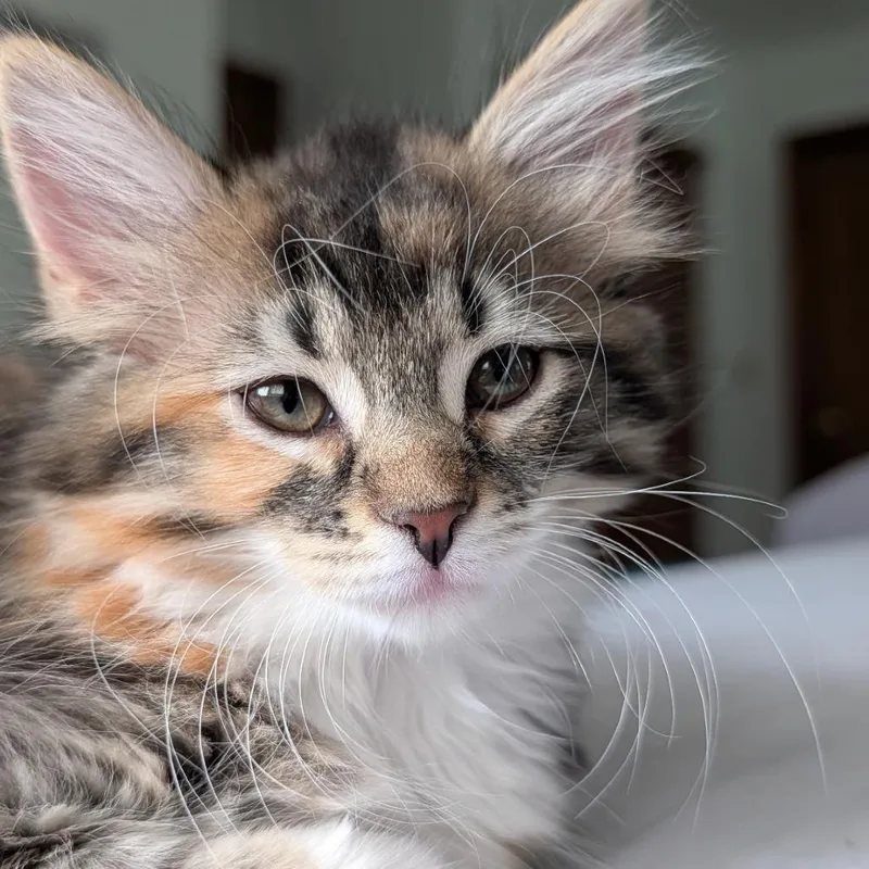 A baby small-sized female Tortoiseshell Domestic Long Hair cat named Furby for adoption in Fort Wayne, IN