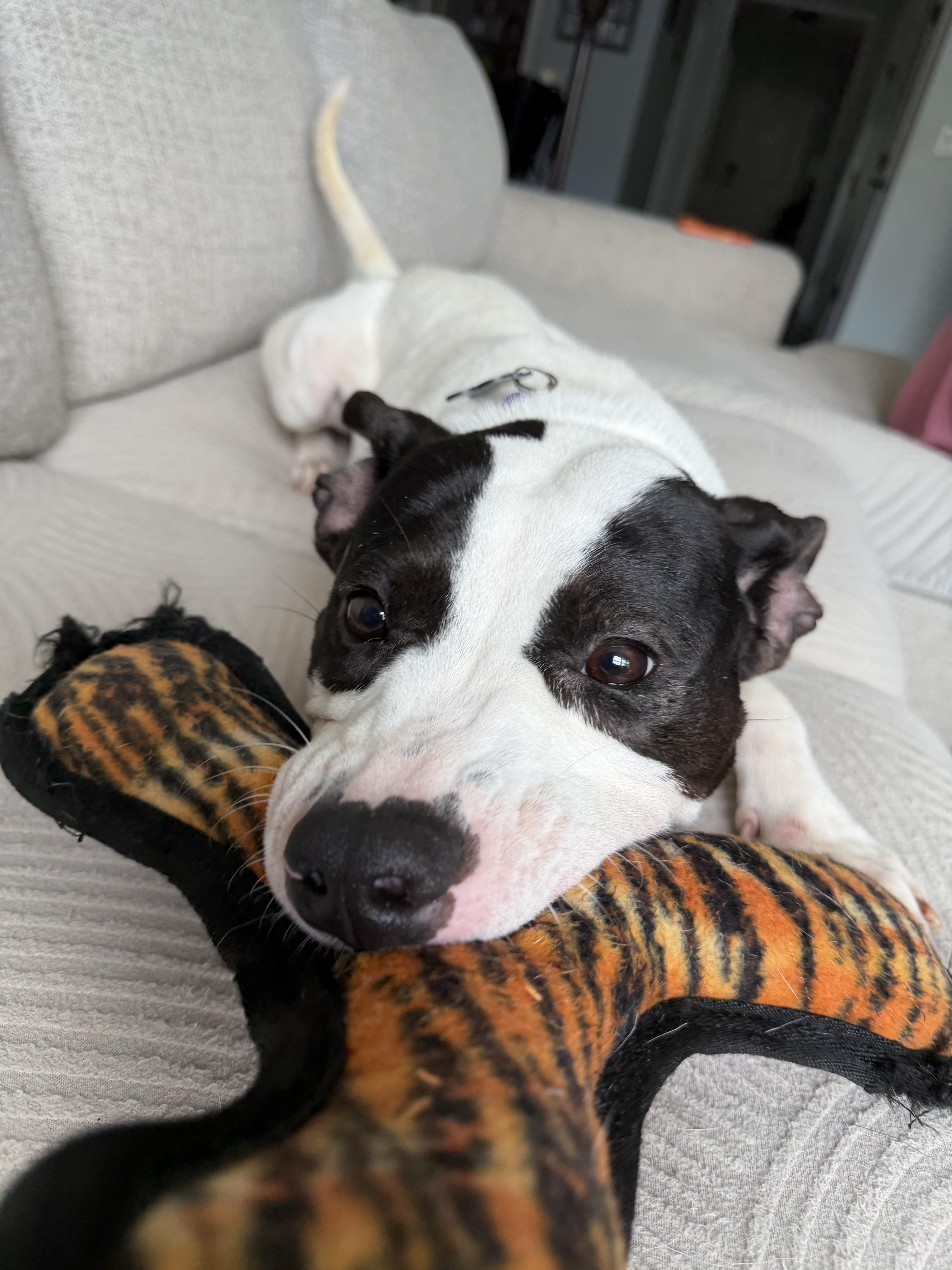 An adult medium-sized male White / Cream American Staffordshire Terrier dog named Forest for adoption in MOORESVILLE, NC