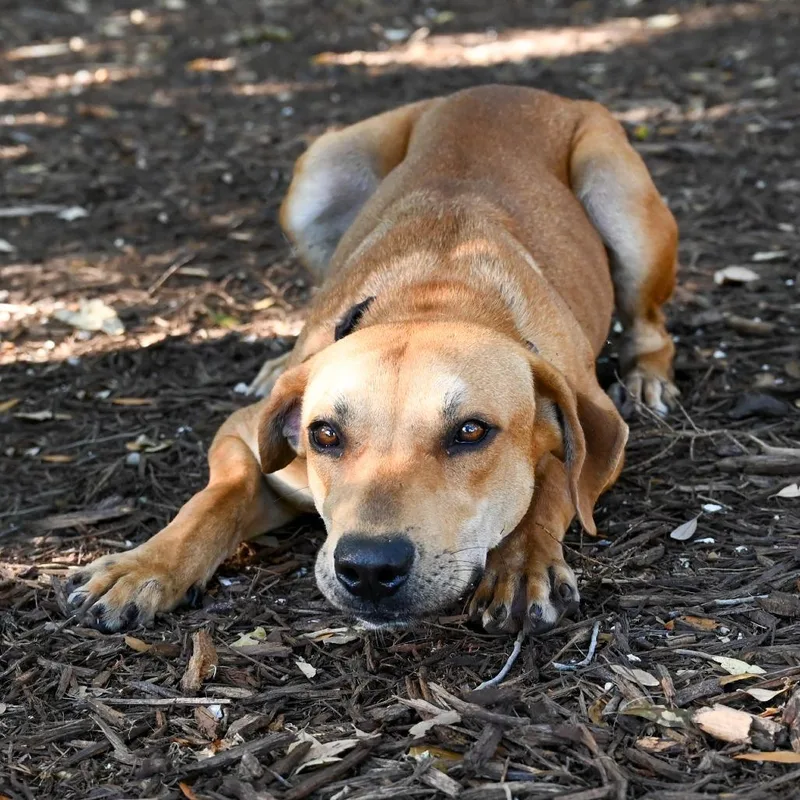 An adult large-sized male Yellow / Tan / Blond / Fawn Mixed Breed dog named Rory for adoption in Sarasota, FL