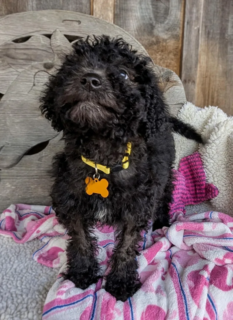A baby small-sized female Labrador Retriever dog named Sinclaire for adoption in Richmond, KY