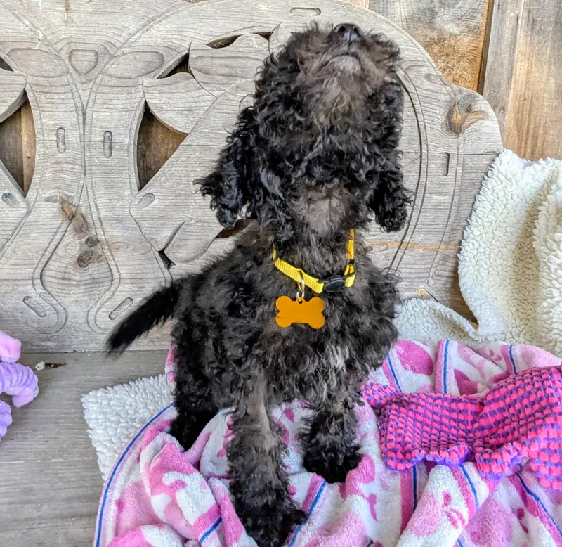 Sinclaire thumbnail 2