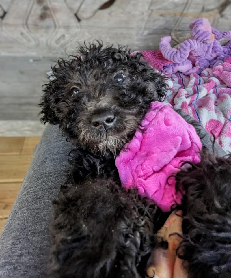 Sinclaire thumbnail 3