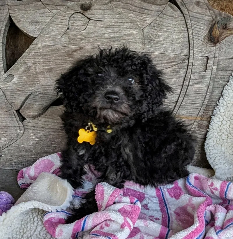 Sinclaire thumbnail 5