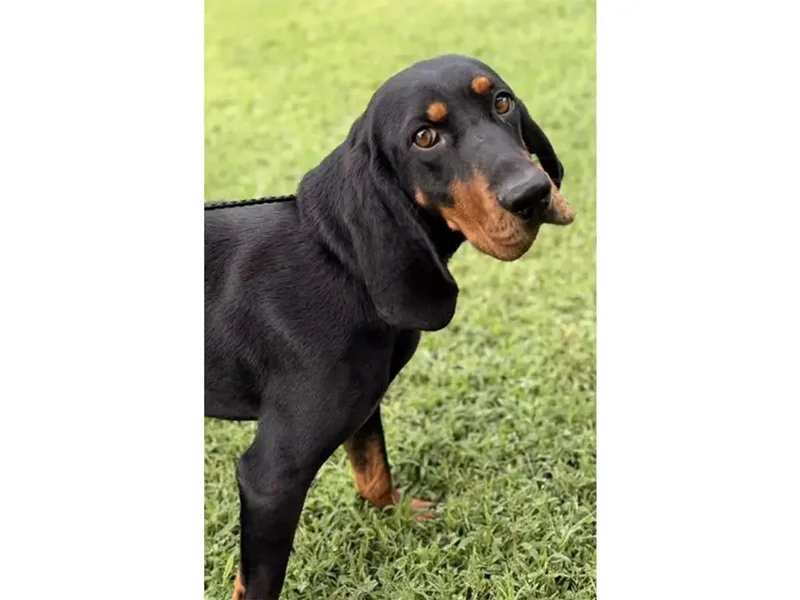A young large-sized female Black and Tan Coonhound dog named Raven for adoption in Leawood, KS