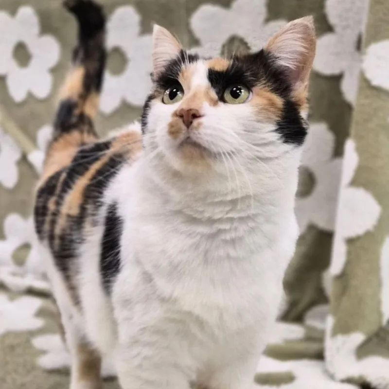 Two Hearted thumbnail 2