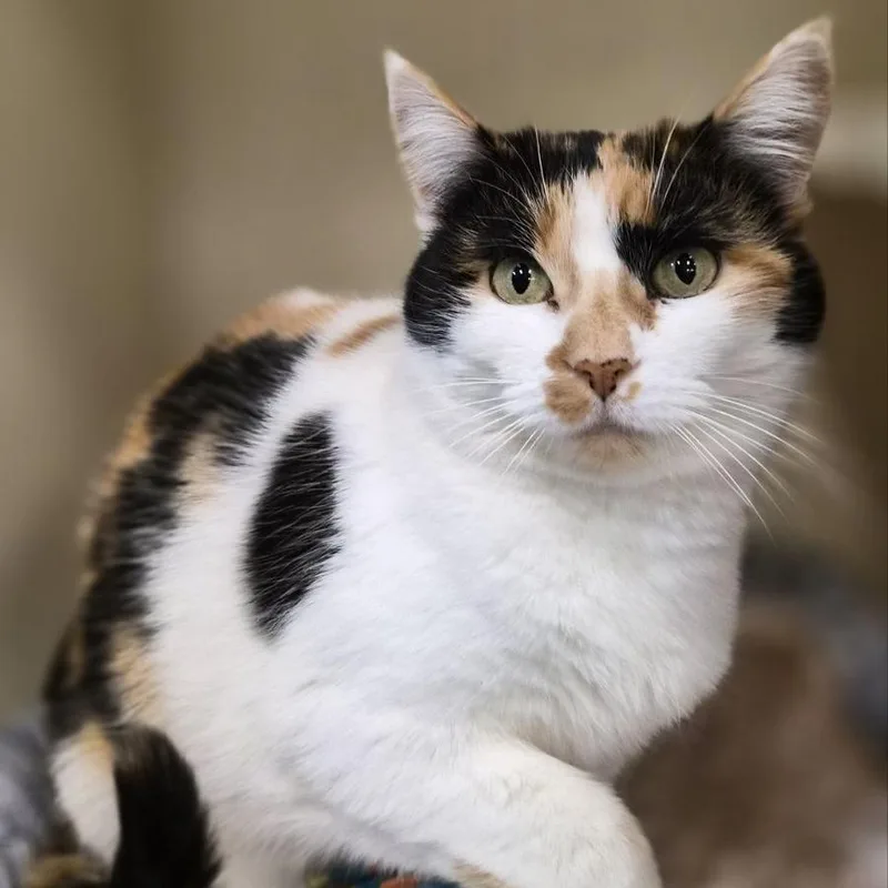 Two Hearted thumbnail 3