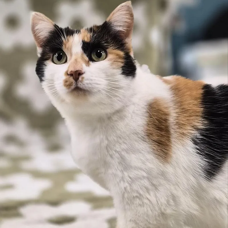 Two Hearted thumbnail 4