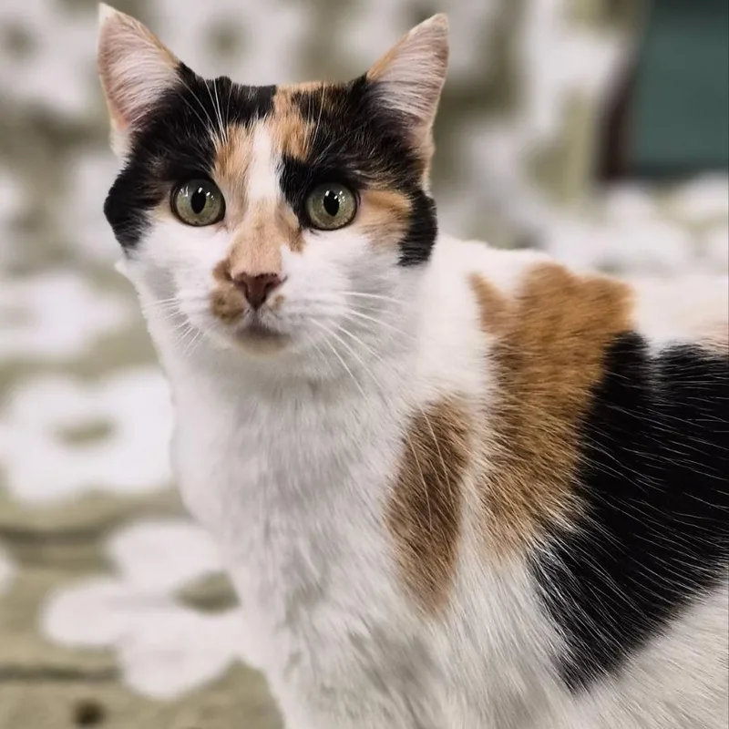 Two Hearted thumbnail 6