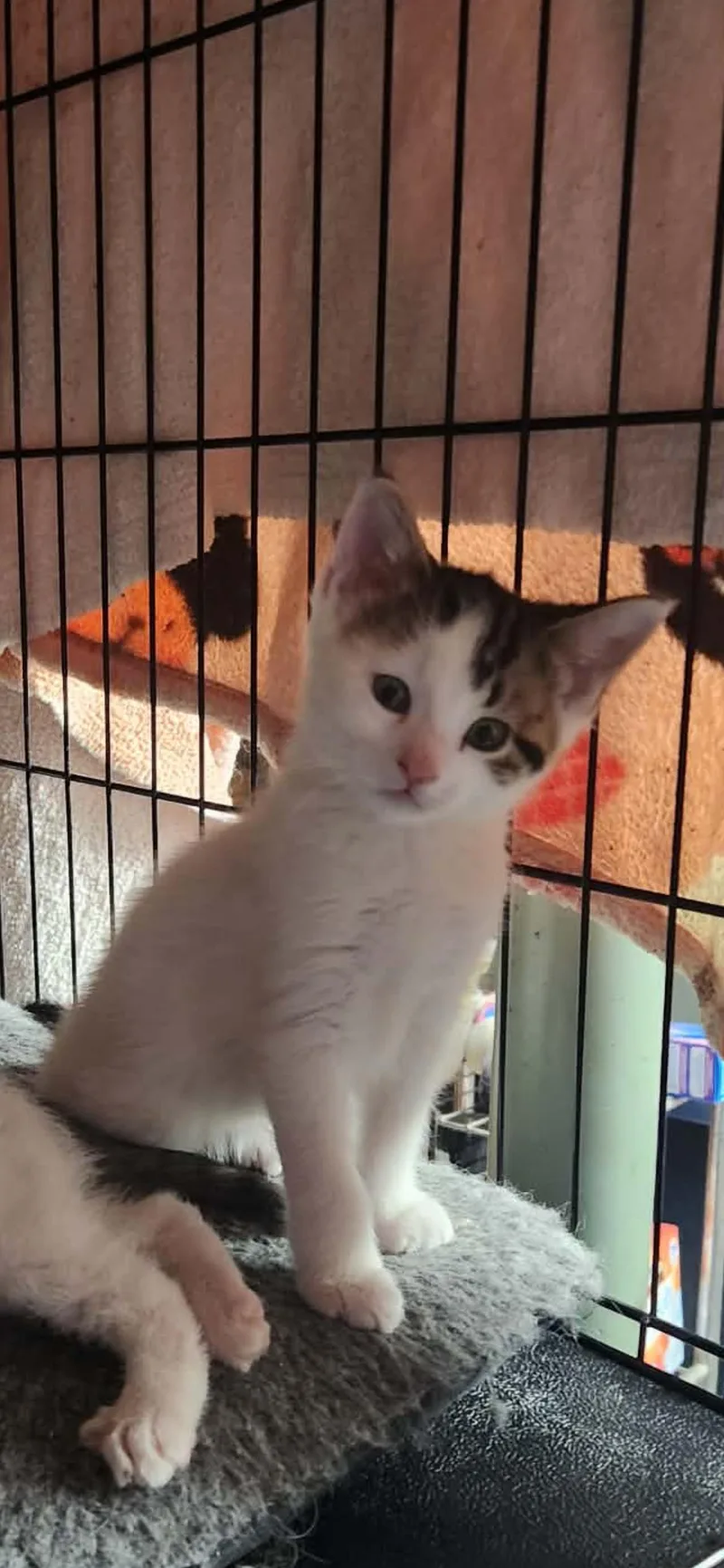 A baby small-sized male Tabby (Brown / Chocolate) Domestic Short Hair cat named Cosmo for adoption in Hellertown, PA