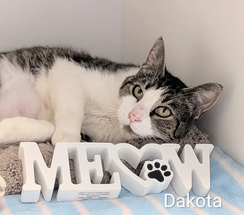 An adult large-sized female Gray & White Domestic Medium Hair cat named Dakota for adoption in Flint, MI