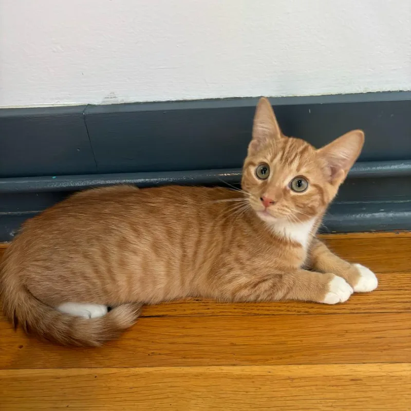 A young medium-sized male Domestic Short Hair cat named Stanley for adoption in Stokesdale, NC
