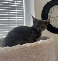 A baby small-sized male Tabby (Gray / Blue / Silver) Domestic Short Hair cat named Psalm for adoption in Knoxville, TN