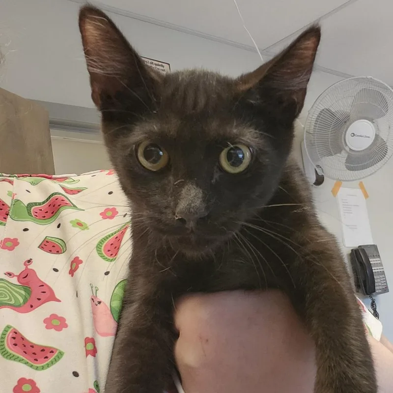 A baby small-sized female Black Domestic Short Hair cat named Button for adoption in Columbia Station, OH