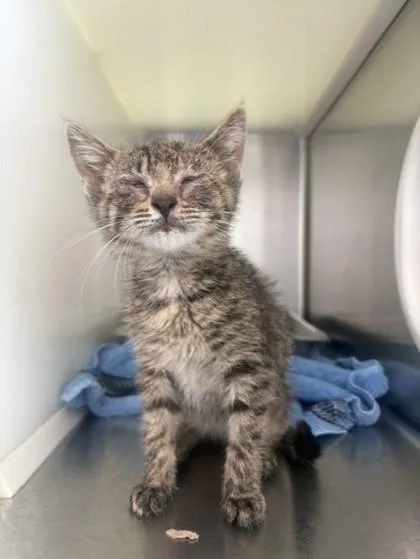 A baby small-sized female Domestic Short Hair cat named Skittles for adoption in Westland, MI