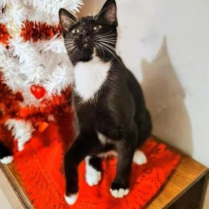 Tuff Tuff thumbnail 2