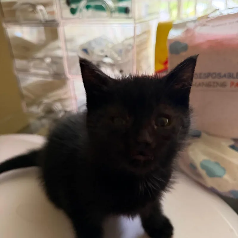 A baby small-sized male Black Domestic Short Hair cat named World for adoption in Lynchburg, VA