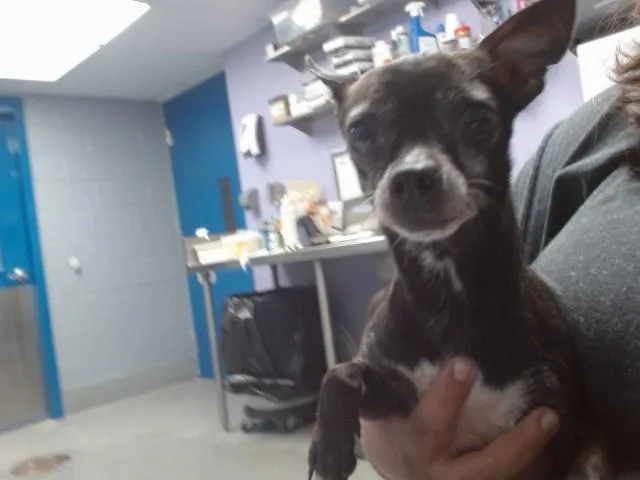 An adult small-sized male Chihuahua dog named Nibbles for adoption in Albuquerque, NM