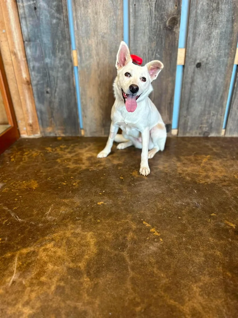 An adult medium-sized female Australian Cattle Dog / Blue Heeler dog named Snowie for adoption in Milwaukee, WI