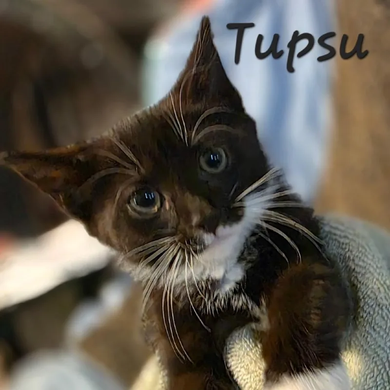 Tupso