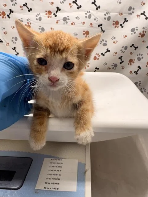 A baby small-sized male Domestic Short Hair cat named Mo for adoption in Riverside, CA