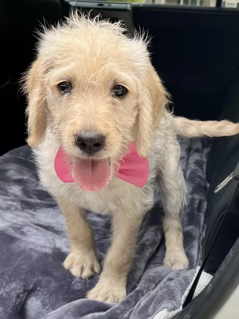 A baby medium-sized female Goldendoodle dog named Sugar for adoption in Gilbert, SC