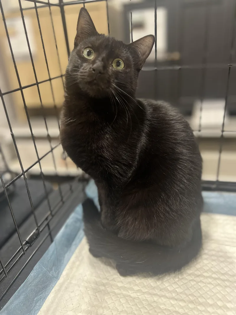 A young small-sized female Black Domestic Short Hair cat named Ivy for adoption in Walnut, CA