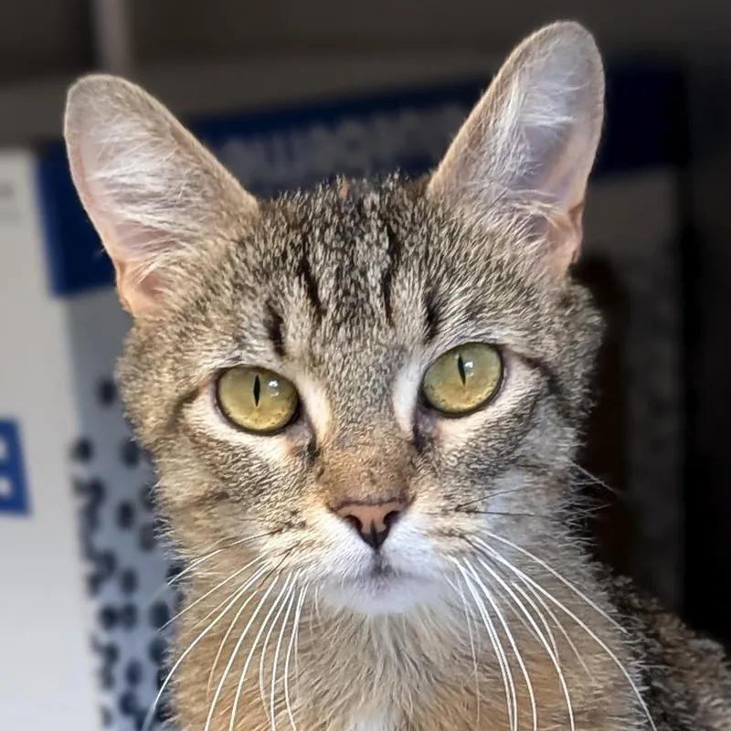 An adult medium-sized female Torbie Domestic Short Hair cat named Cozy for adoption in Jefferson, WI