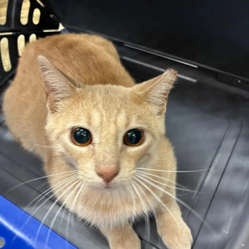 A young small-sized male Buff / Tan / Fawn Domestic Short Hair cat named Elmo for adoption in Hattiesburg, MS