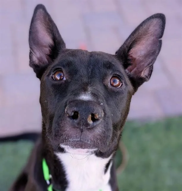 A young medium-sized female Pit Bull Terrier dog named River for adoption in Tucson, AZ