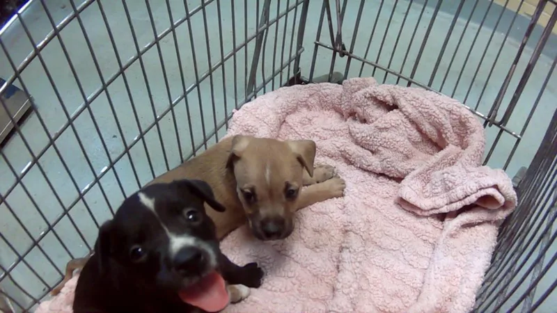 A baby small-sized male Pit Bull Terrier dog named Jam for adoption in Tulsa, OK