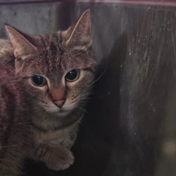 An adult small-sized female Domestic Short Hair cat named Pepper for adoption in Des Moines, IA