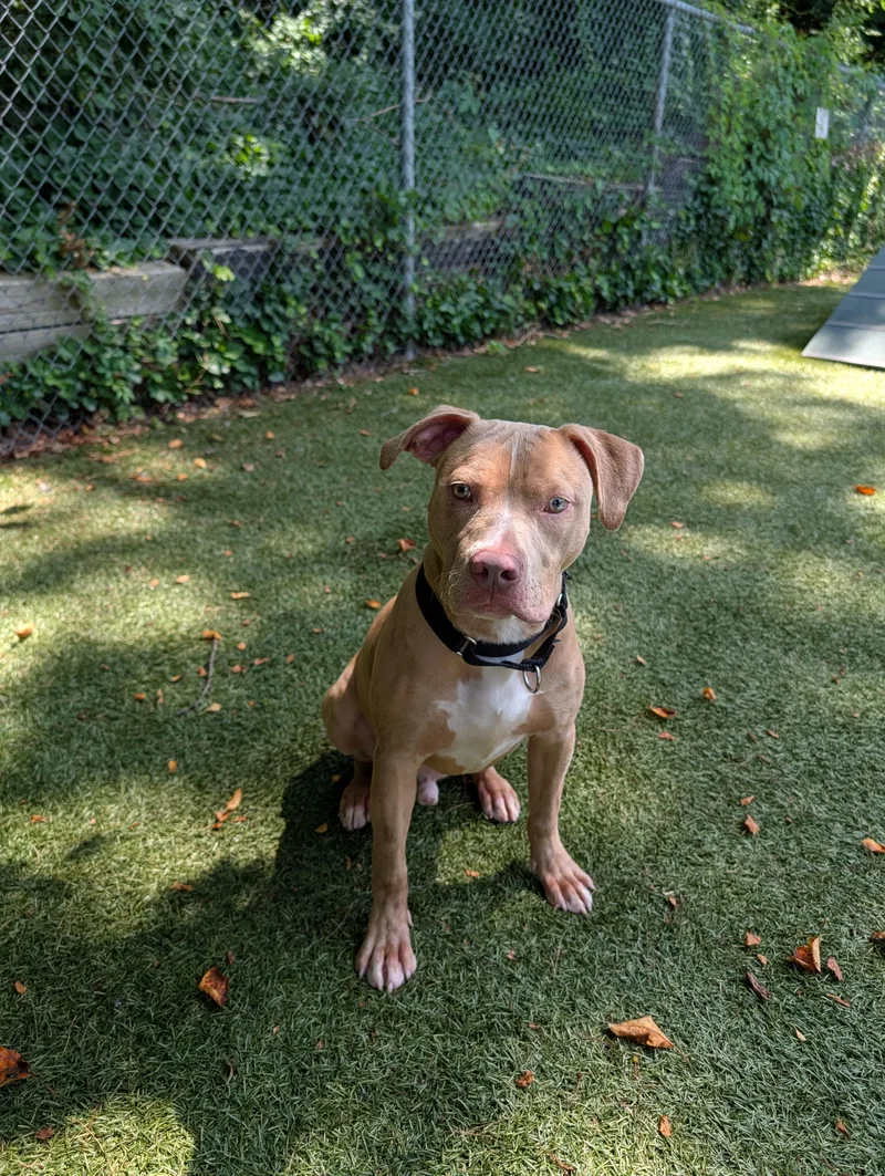 A young medium-sized male Merle (Red) Pit Bull Terrier dog named Hercules for adoption in Port Washington, NY