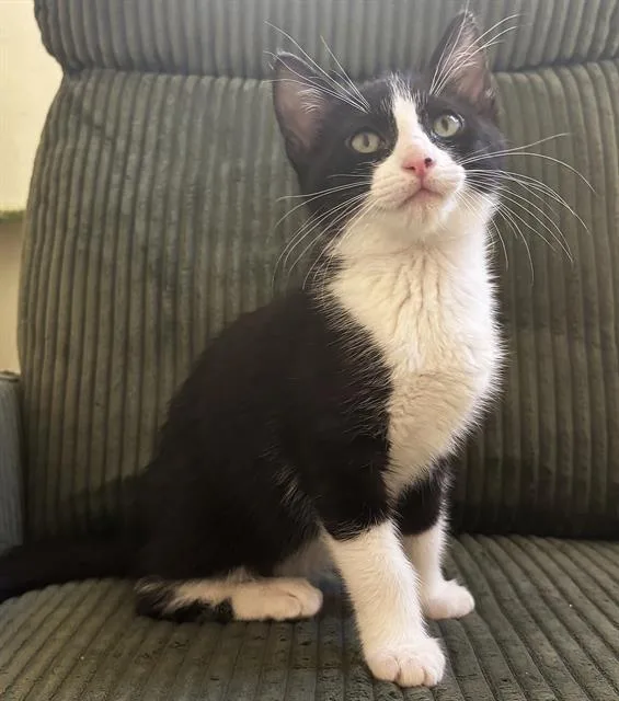 A baby small-sized female Domestic Short Hair cat named Waffle for adoption in Sacramento, CA