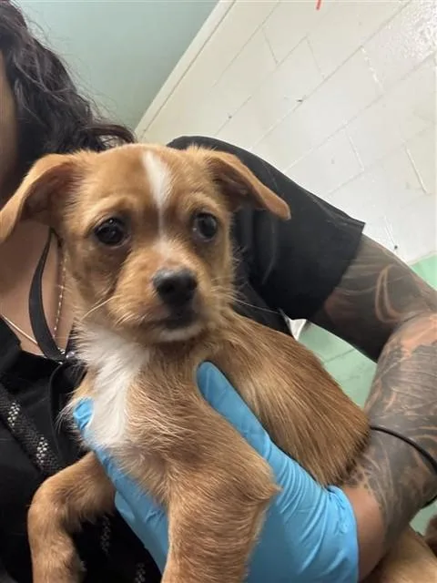 A baby small-sized male Chihuahua dog named Surf 'n Turf for adoption in Sacramento, CA