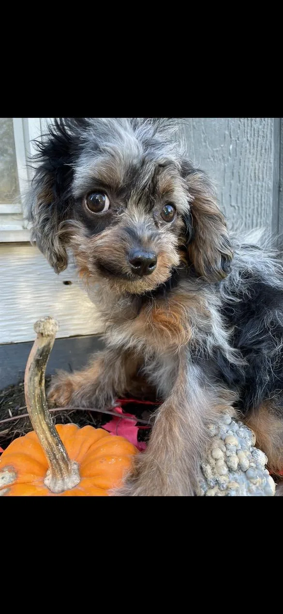 A baby small-sized female Cavapoo dog named Pebbles for adoption in Lincoln University, PA