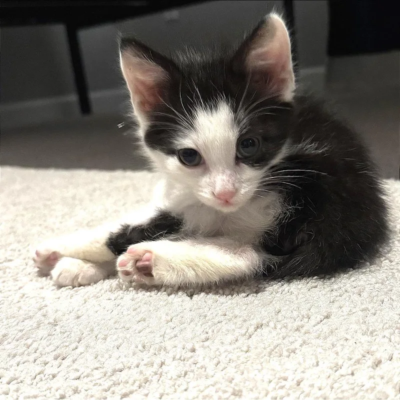 A baby small-sized male Black Domestic Short Hair cat named Static Echo for adoption in Fredericksburg, VA