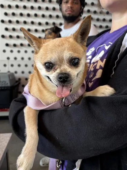 An adult small-sized male Mixed Breed dog named Pupusa for adoption in West Chester, PA