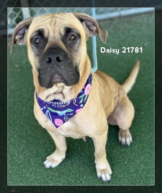 Daisy