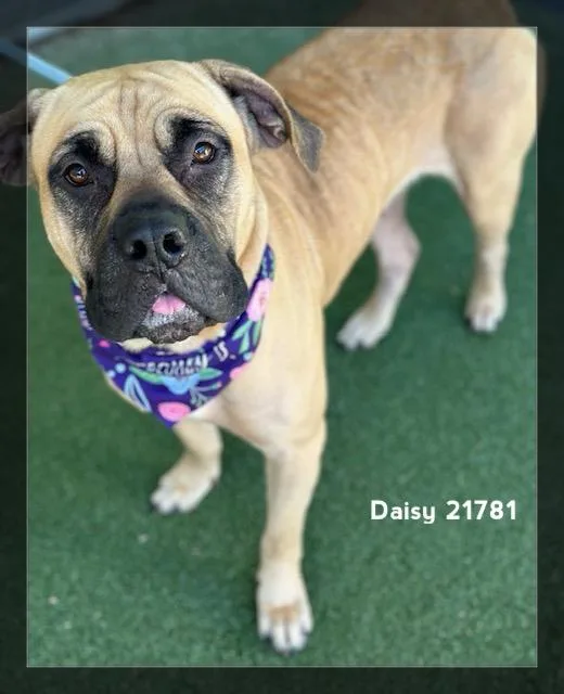 Daisy thumbnail 3