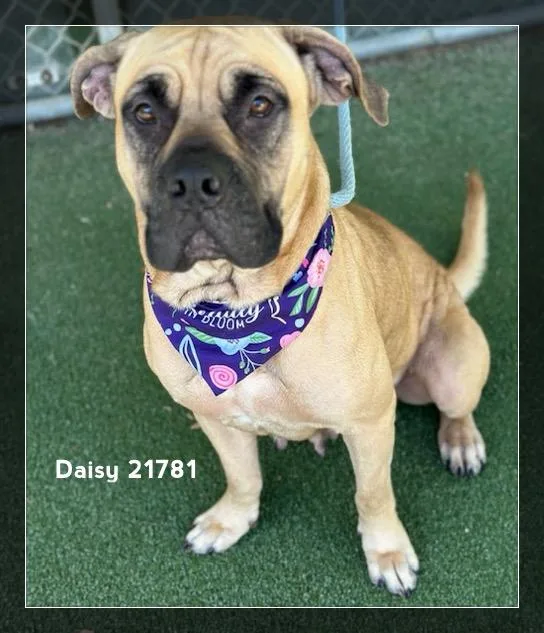 Daisy thumbnail 4