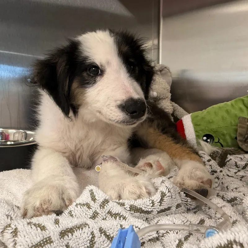 A baby medium-sized male Mixed Breed dog named Neptune for adoption in Austin, TX