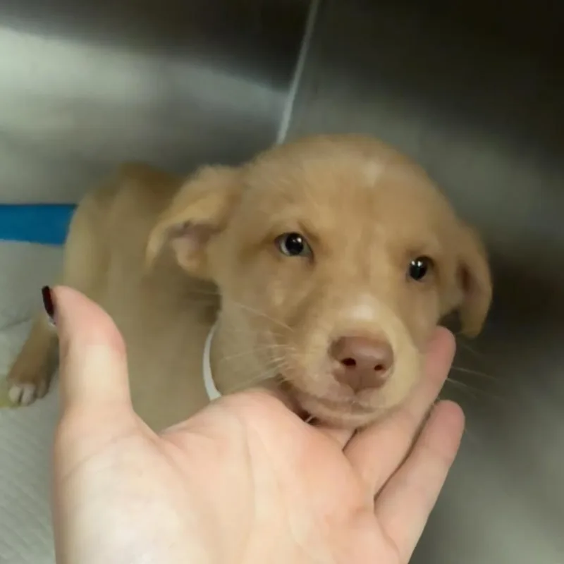 A baby small-sized female Yellow / Tan / Blond / Fawn Mixed Breed dog named Peanut for adoption in Columbus, GA