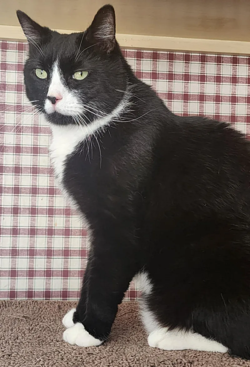 A senior large-sized male Black & White / Tuxedo Domestic Short Hair cat named Sonny for adoption in Gettysburg, PA