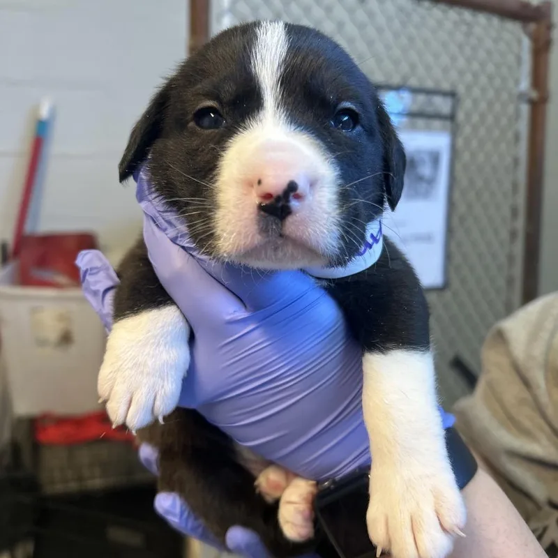 Lulu Pickles thumbnail 2