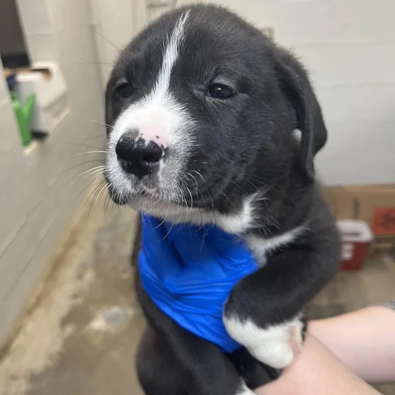 Lulu Pickles thumbnail 3