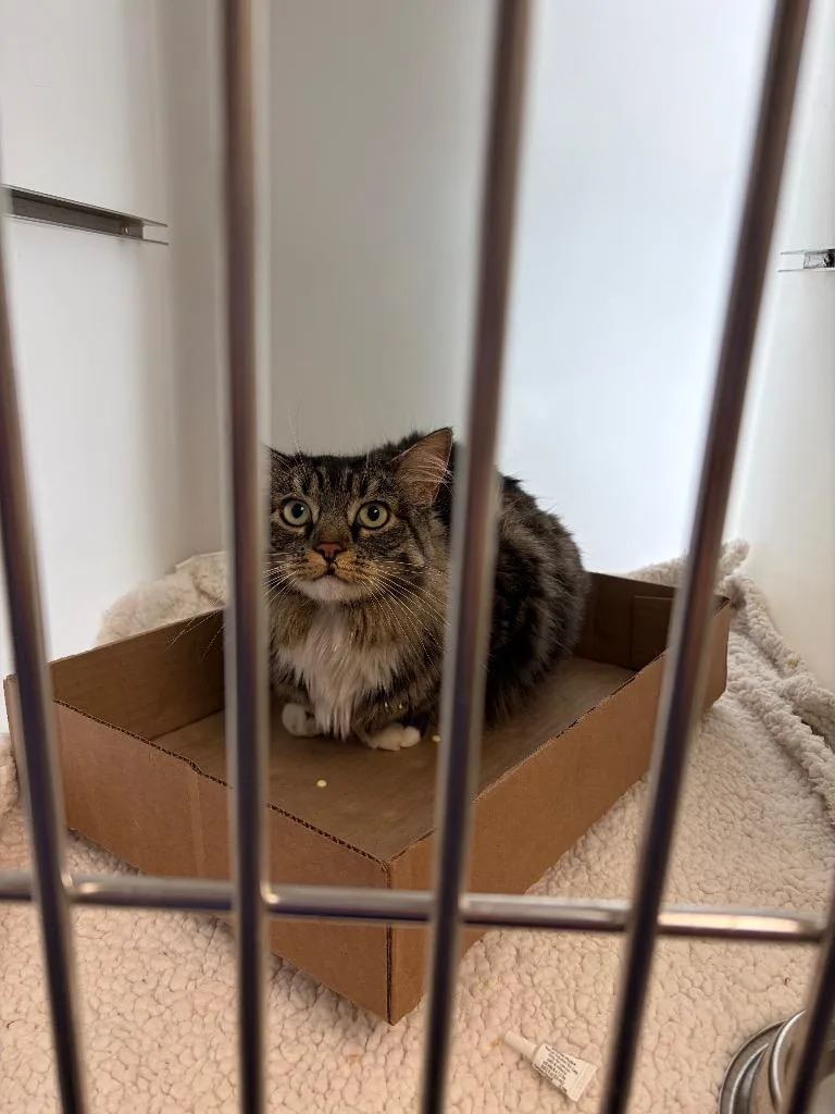 A young small-sized female Domestic Long Hair cat named Lola for adoption in Columbia, TN