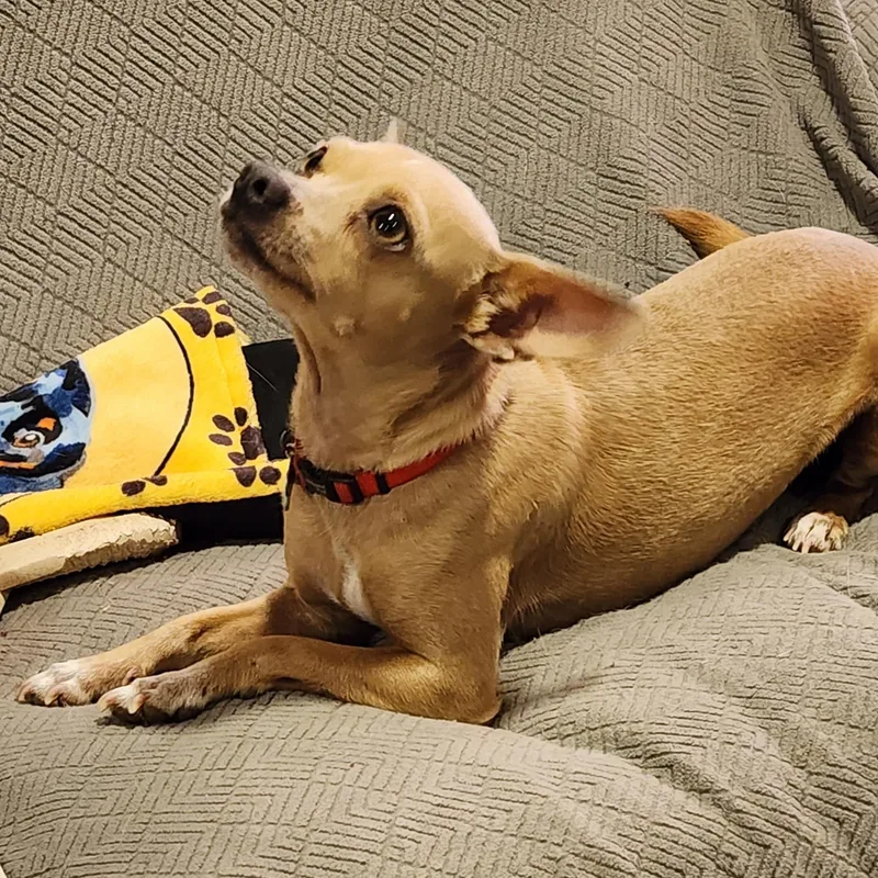 An adult small-sized female Yellow / Tan / Blond / Fawn Chihuahua dog named Calypso for adoption in Lewisville, TX