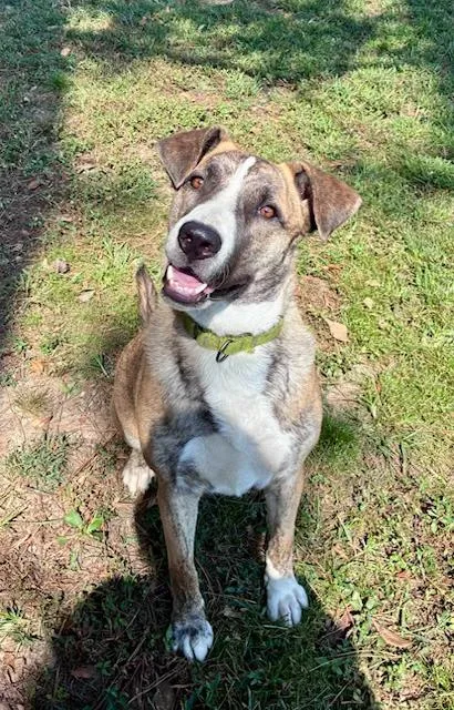 A young large-sized male Tricolor (Brown, Black, & White) German Shepherd Dog dog named Mac for adoption in Farmingdale, NY
