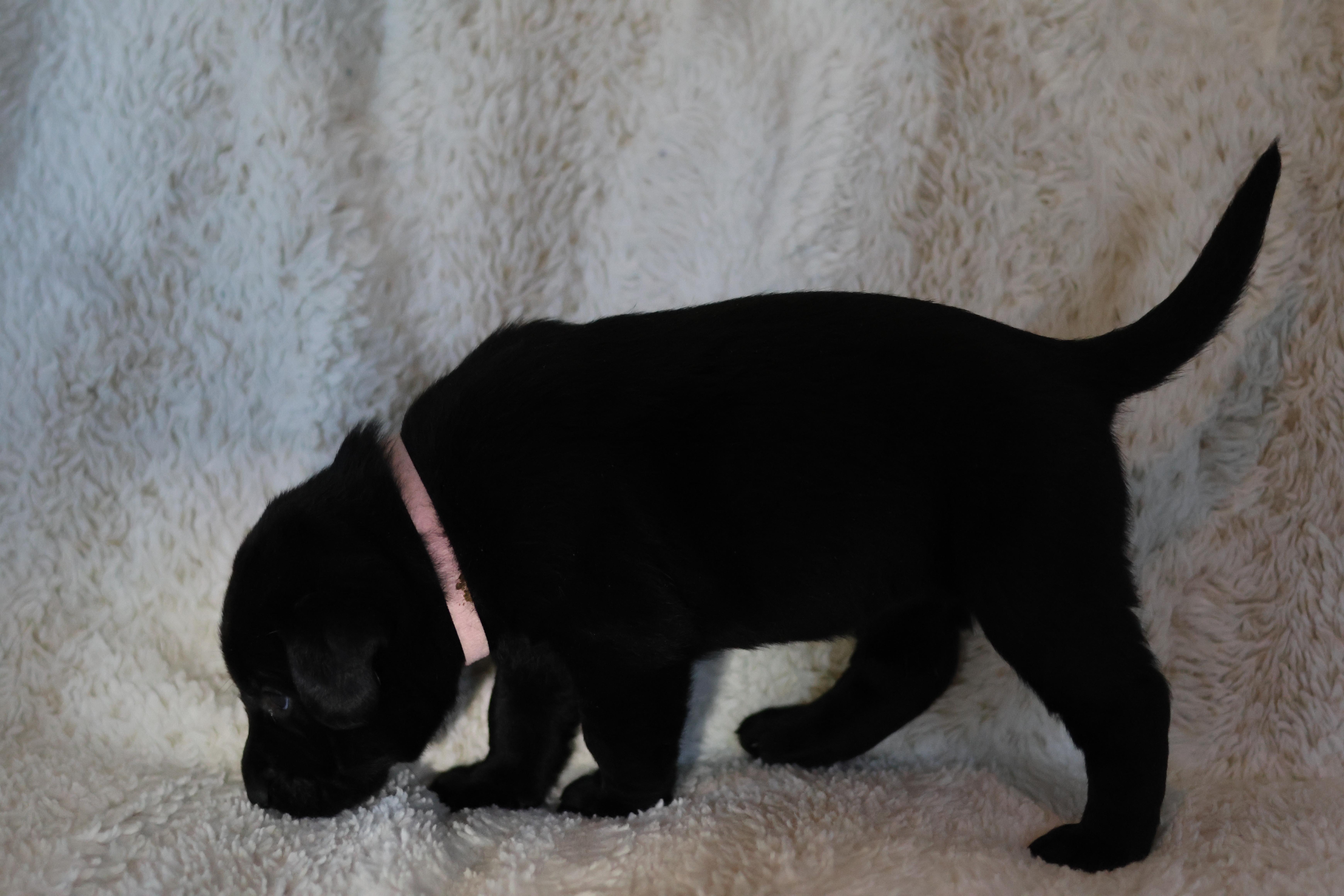 A baby small-sized female Labrador Retriever dog named Panther for adoption in Discovery Bay, CA